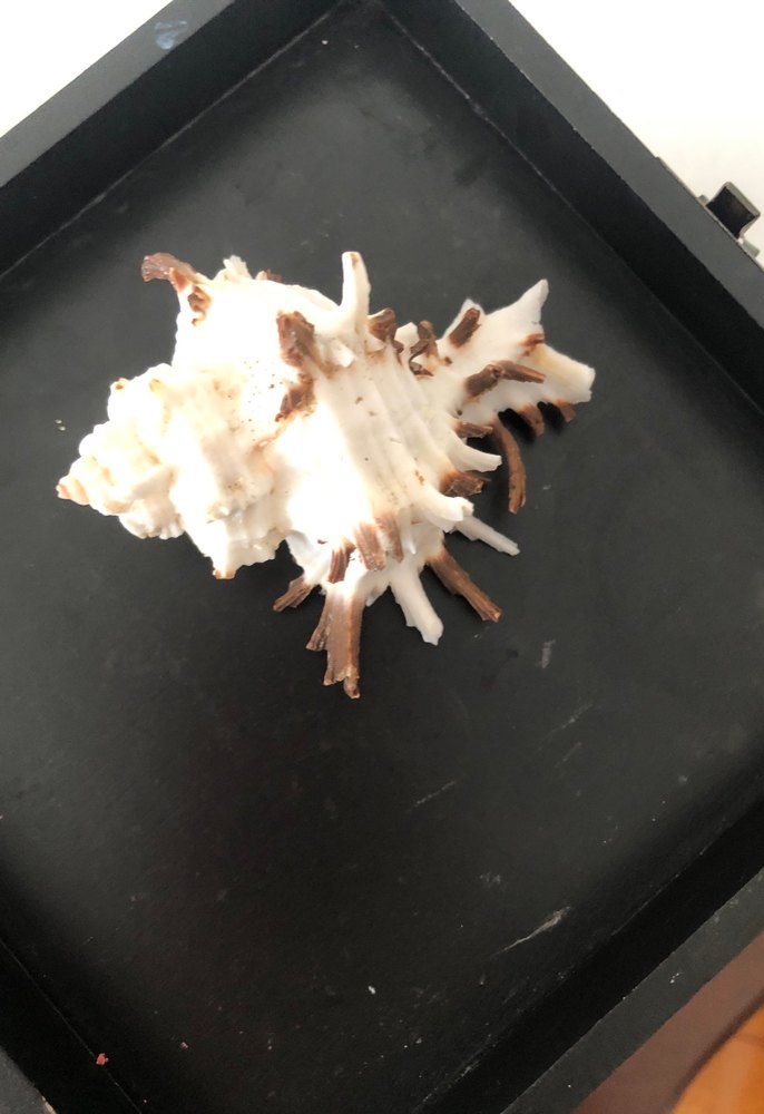 deniz kabuğu - Görsel 2