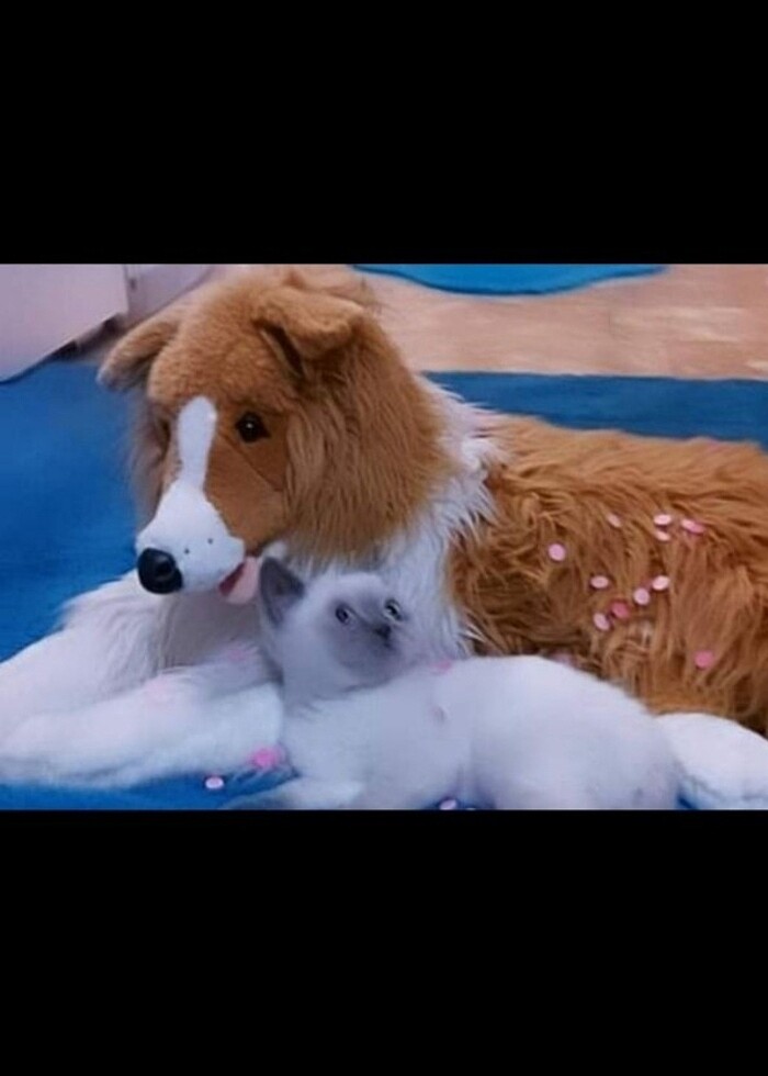 Vardem pelus yatan  köpek - Görsel 3