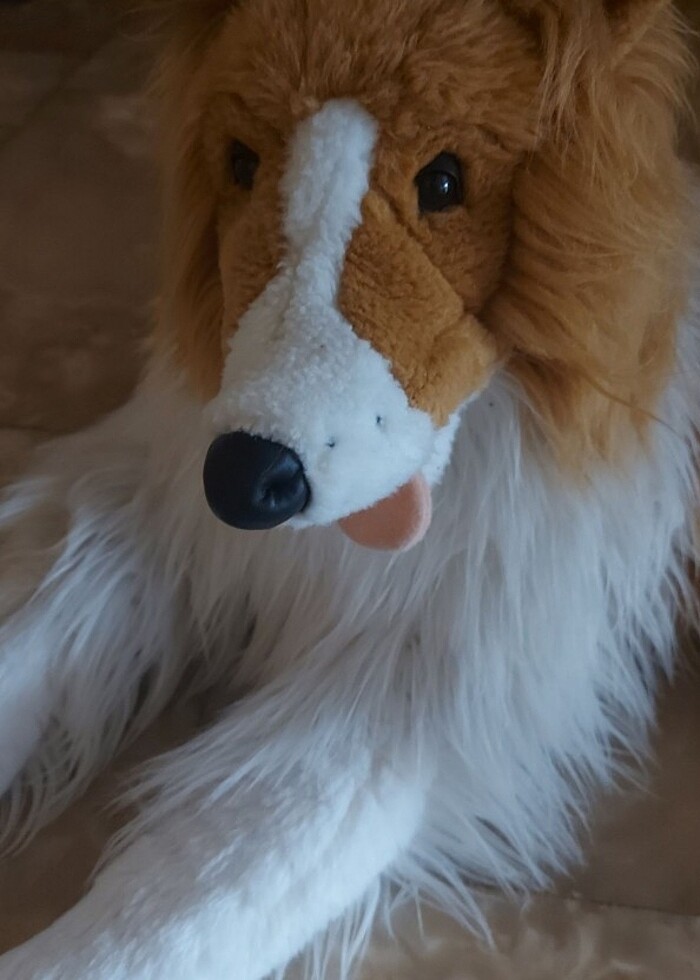 Vardem pelus yatan  köpek - Görsel 4