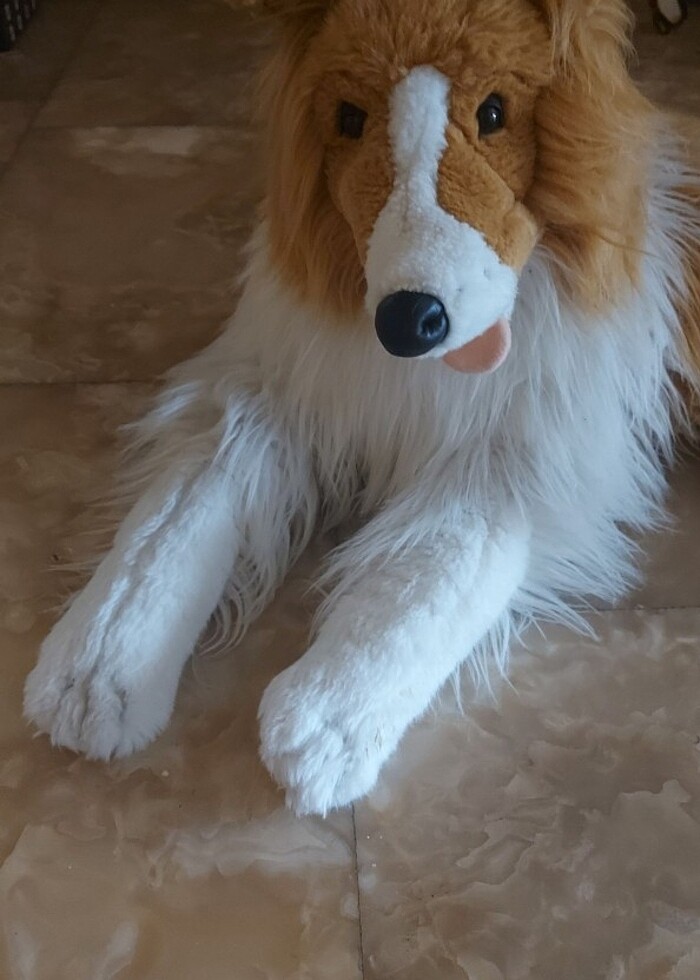 Vardem pelus yatan  köpek - Görsel 5