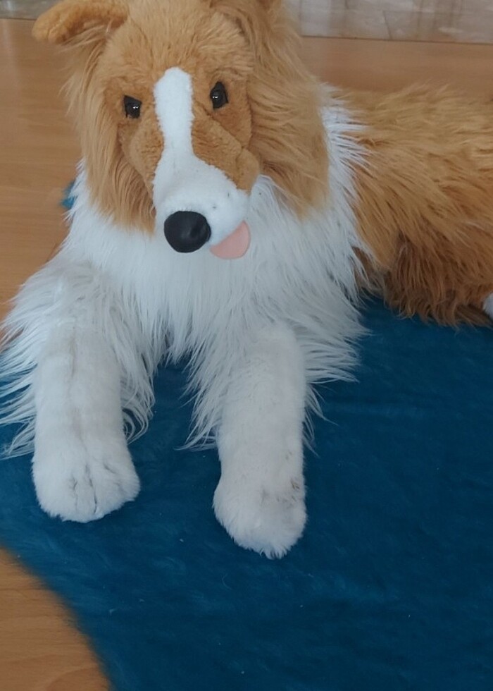 Vardem pelus yatan  köpek - Görsel 2