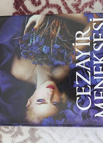 Cezayir menekşesi