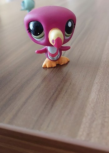 Tukan miniş - Görsel 2