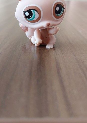 Rakının Miniş - Görsel 2