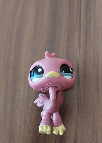 Devekuşu Miniş - Görsel 4