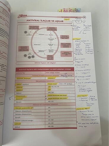 Beden Renk Mikrobiyoloji şampiyonlar notu konu kitabı Tusdata