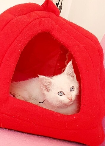 Kedi evi
