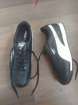 Puma roma