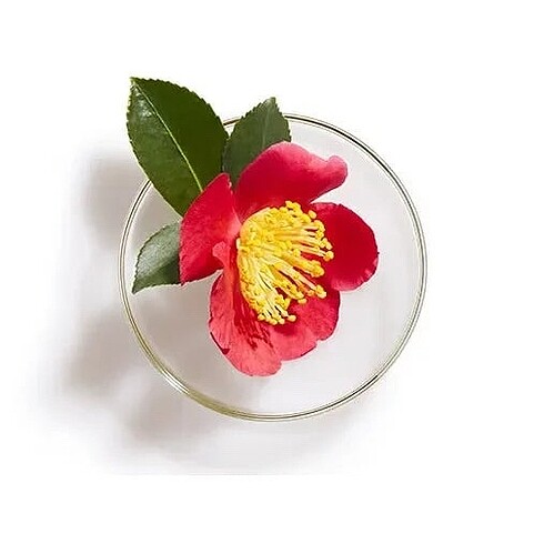 Shiseido Tsubaki Premium MoistRepair Sampuan-490mL
