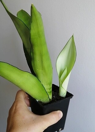 Sanseveria