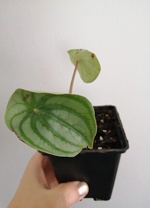 Peperomia 