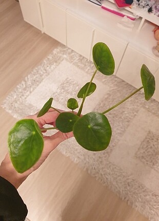 Pilea