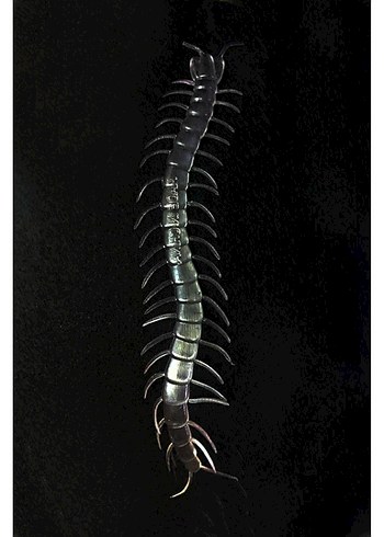 Şeffaf Renk Karanlıkta Parlayan Fosforlu Kırkayak - Görsel 2