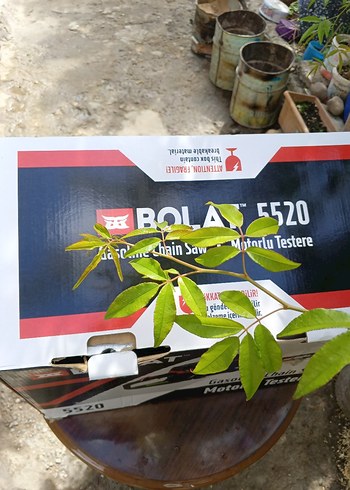 Bolat 5520 Benzinli Testere - Görsel 6