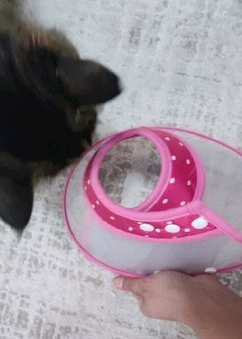  Köpek Kedi Yakalık M Beden