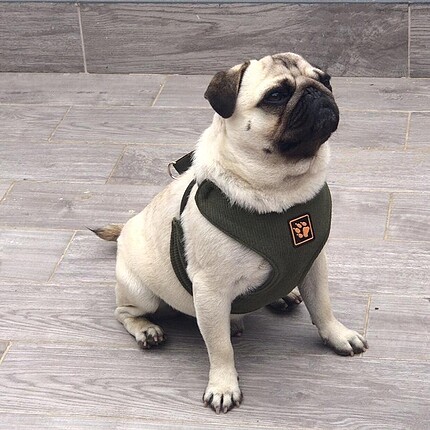 Ayarlanabilir köpek göğüs tasması XL