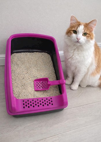 Renkli Kedi Tuvalet Kabı ve Kürek