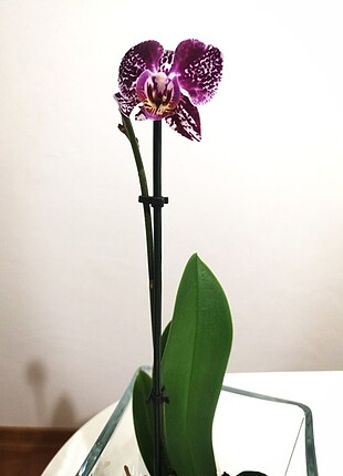 2 Orkide 