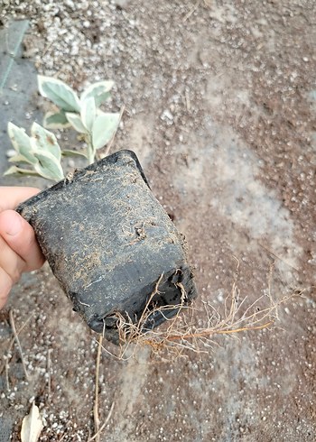 10 adet bravo taflan - Görsel 2