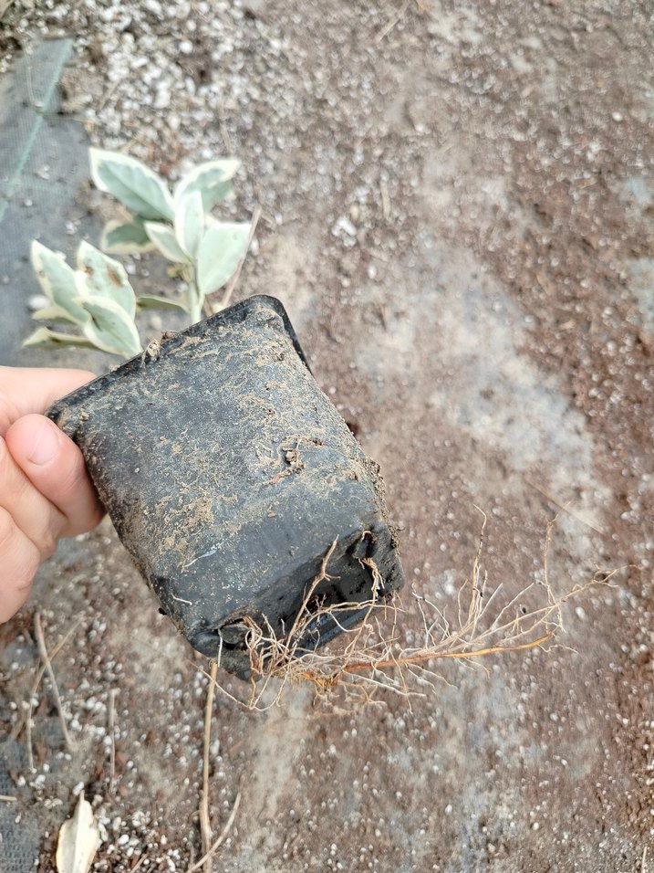 10 adet bravo taflan - Görsel 2