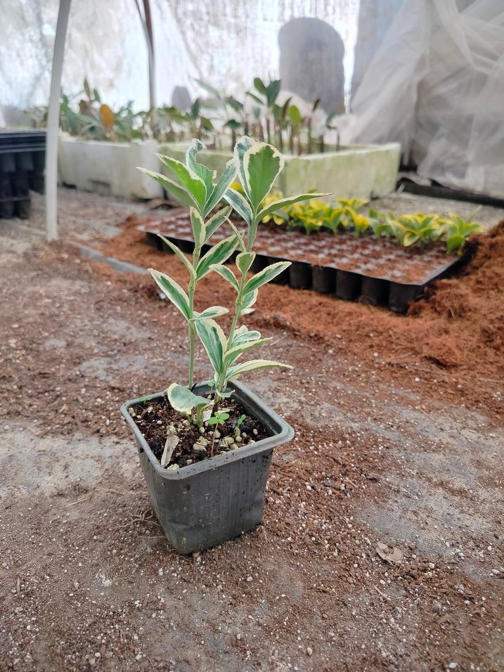 10 adet bravo taflan - Görsel 3