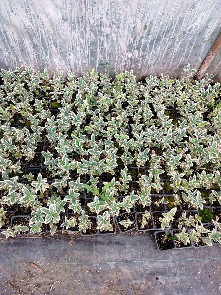 10 adet bravo taflan - Görsel 5