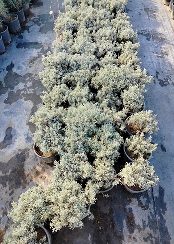 lavantin bitkisi - Görsel 6