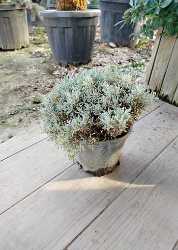 lavantin bitkisi - Görsel 2