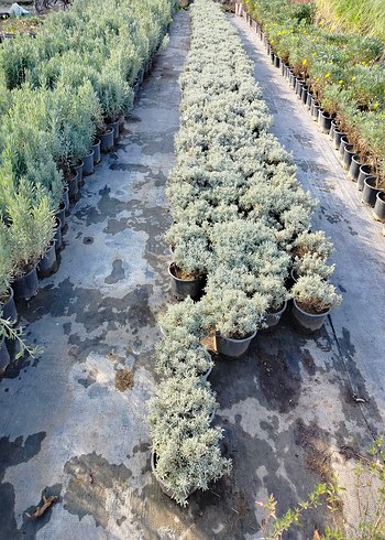 lavantin bitkisi - Görsel 5