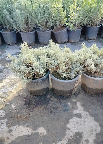 lavantin bitkisi - Görsel 4