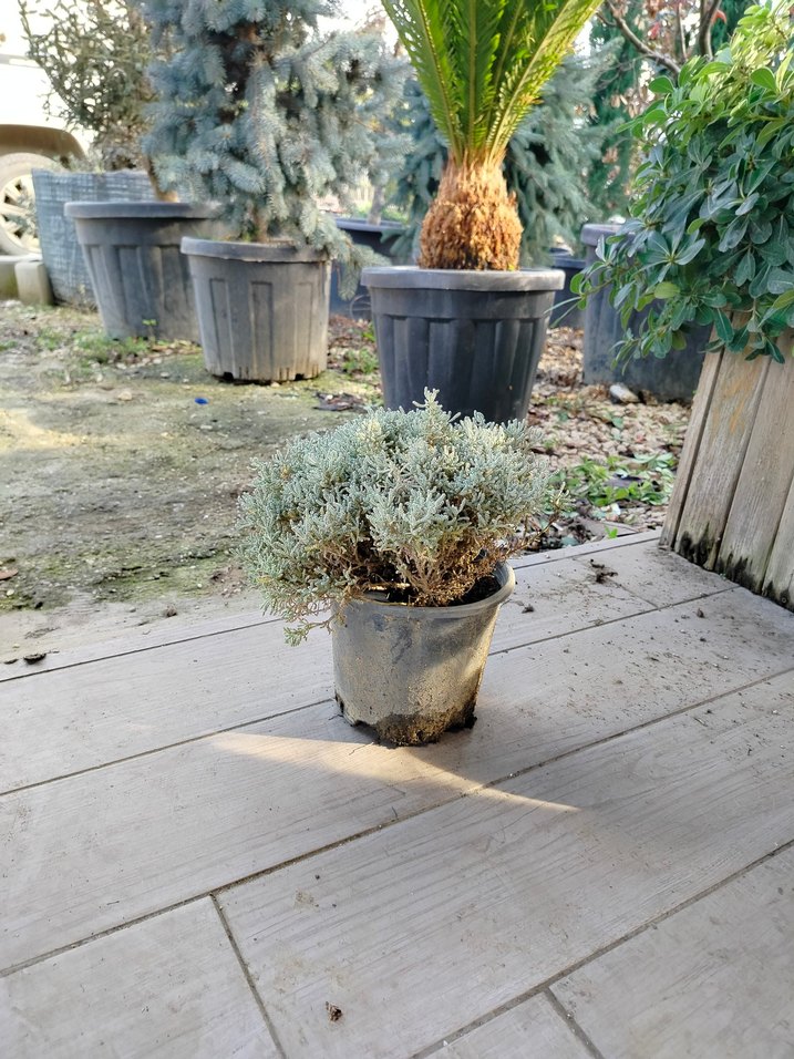 lavantin bitkisi - Görsel 3