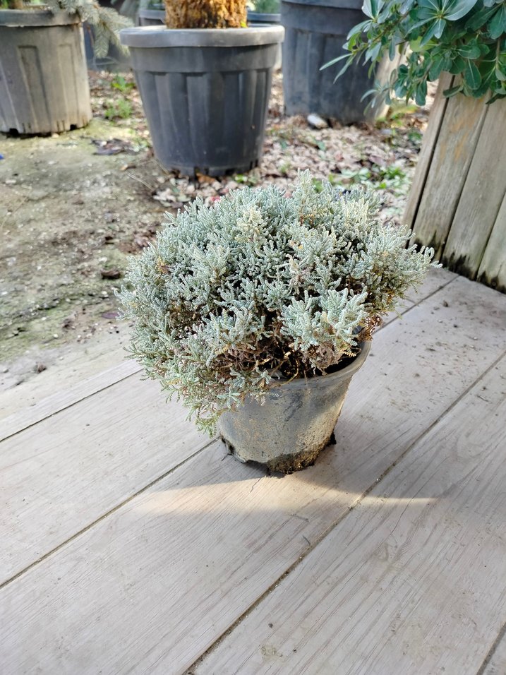 lavantin bitkisi - Görsel 2