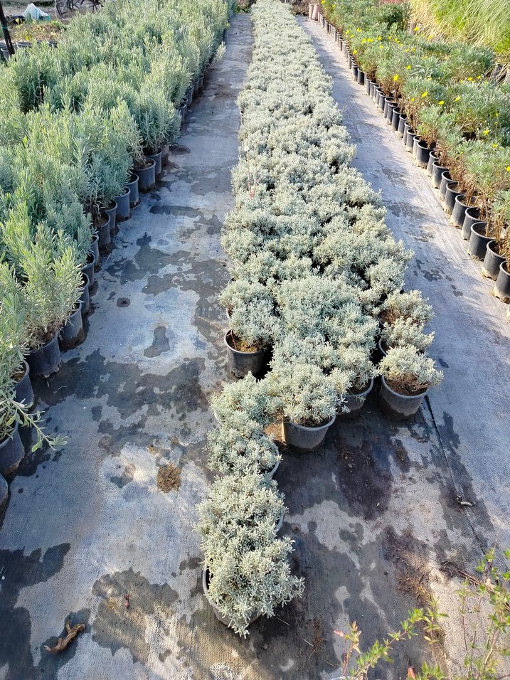 lavantin bitkisi - Görsel 5