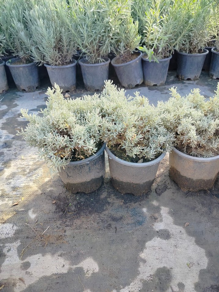 lavantin bitkisi - Görsel 4