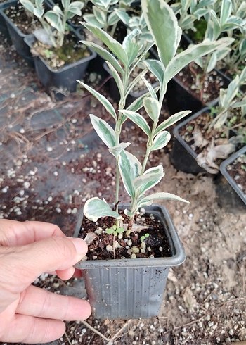 kare potalarda bravo taflan 10 adet - Görsel 5