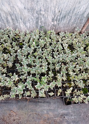 kare potalarda bravo taflan 10 adet - Görsel 4