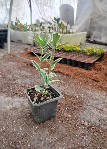 kare potalarda bravo taflan 10 adet - Görsel 2