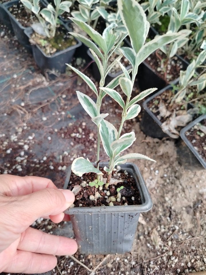 kare potalarda bravo taflan 10 adet - Görsel 5