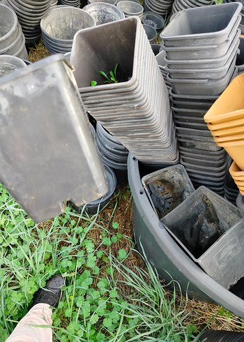 Gri Plastik üretim saksıları - Görsel 2