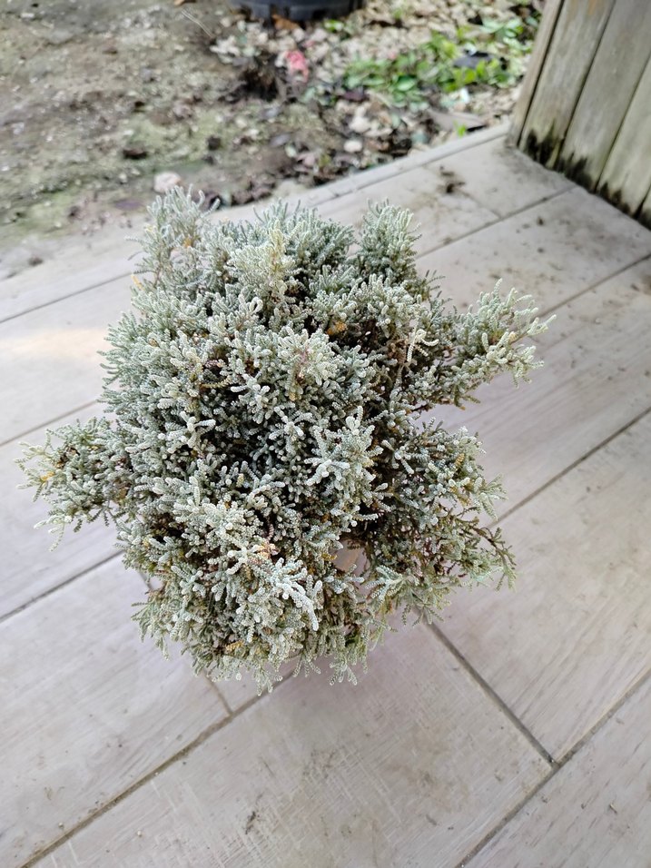 lavantin bitkisi - Görsel 2