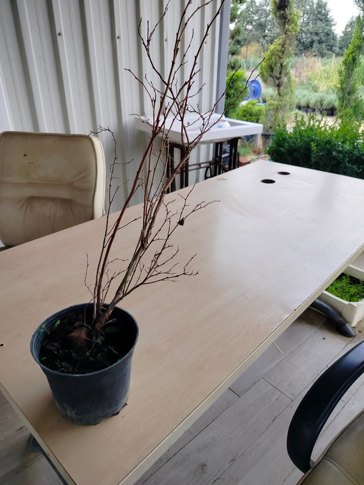 blue Berry yaban mersini - Görsel 2