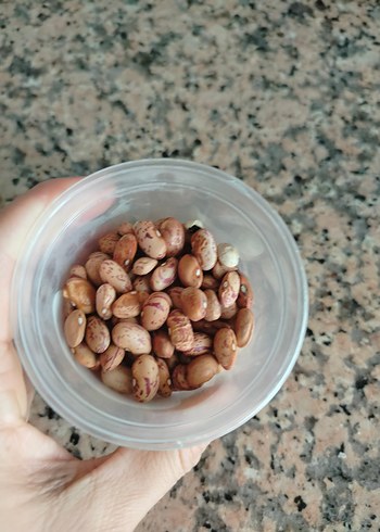 fasülye tohumu 30 adet - Görsel 2