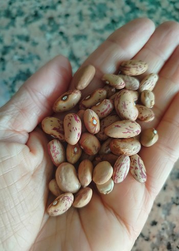 fasülye tohumu 30 adet - Görsel 3