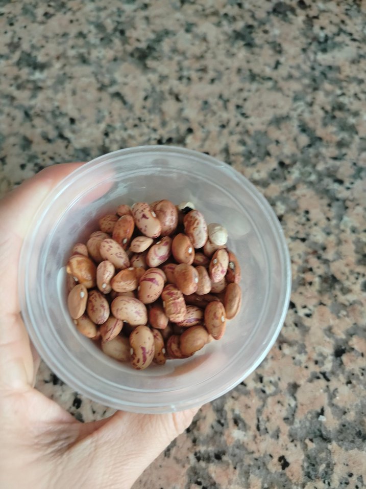 fasülye tohumu 30 adet - Görsel 2