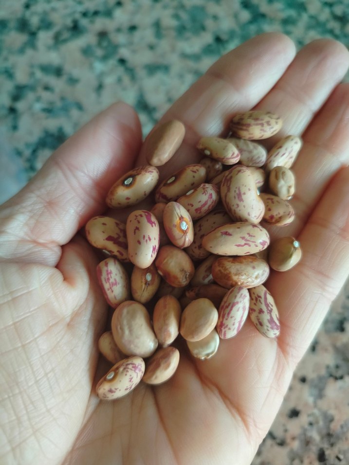 fasülye tohumu 30 adet - Görsel 3