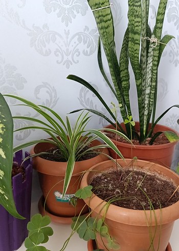 Yeşil Yapraklı Dekoratif Salon Bitkisi - Görsel 2