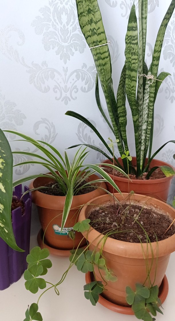 Yeşil Yapraklı Dekoratif Salon Bitkisi - Görsel 2