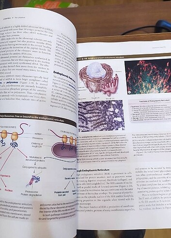  Beden Renk Junqueira's Basic Histology