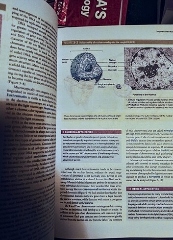 Beden Renk Junqueira's Basic Histology 15 .baskı