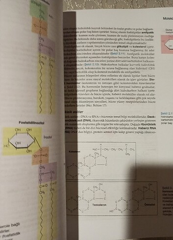 Beden Renk Hücre Moleküler Yaklaşım Cooper 